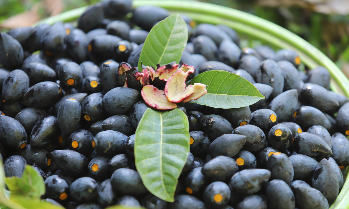 Picking black specialty fruits, farmers in Son Ninh commune are excited because of the good harvest.