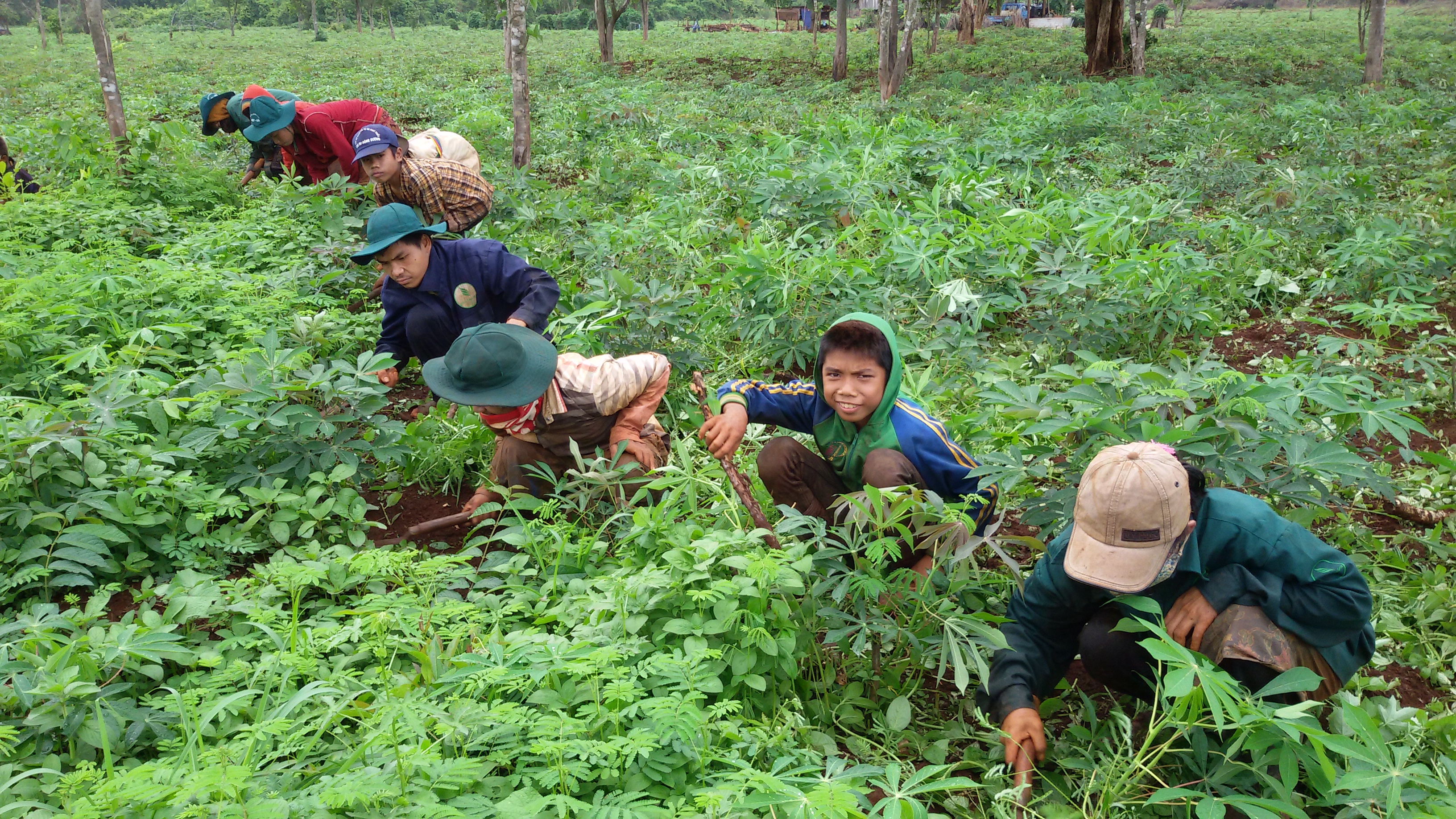Vietnam Cassava Basic Information