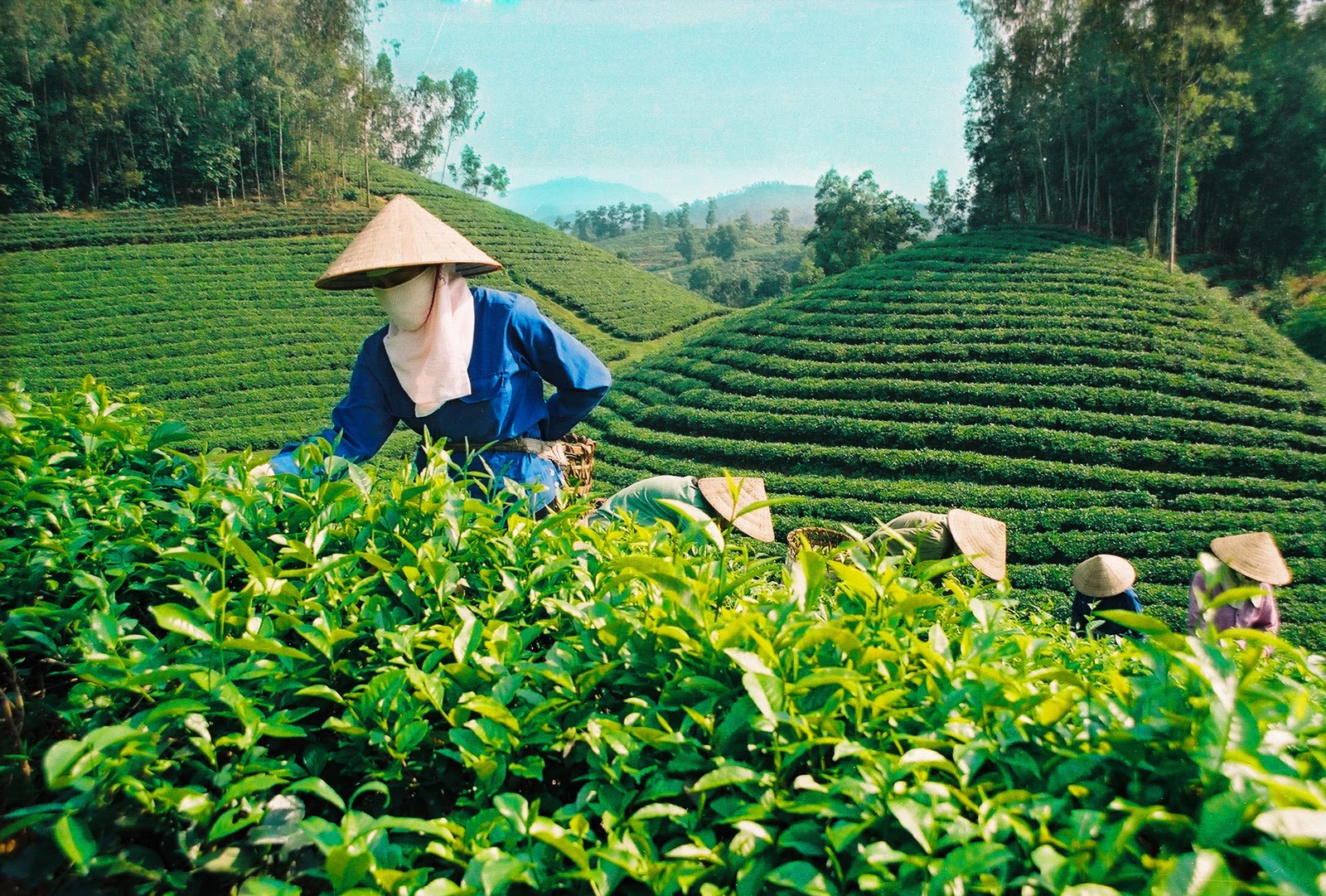 Vietnam Tea Basic Information