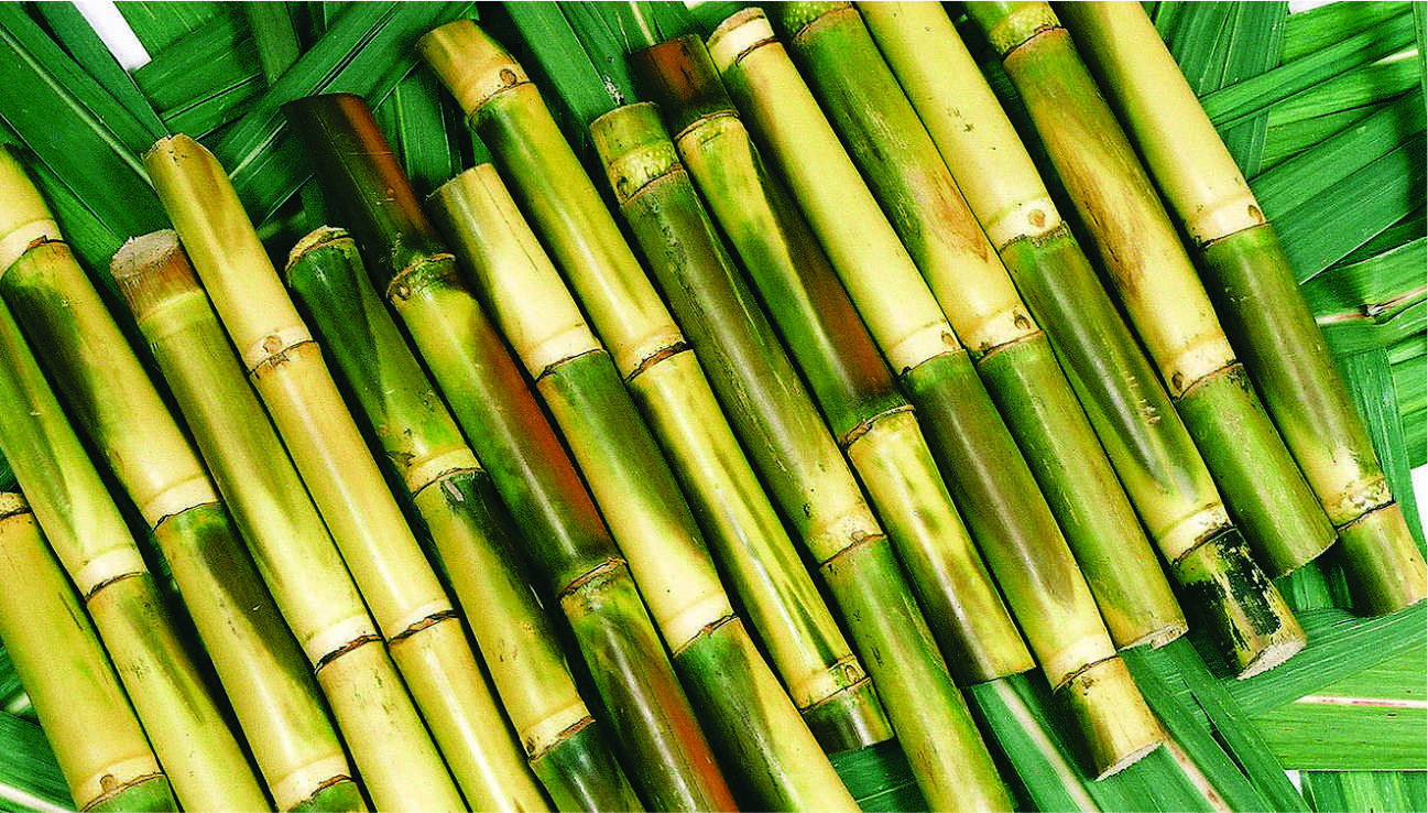 Vietnam Sugarcane Basic Information